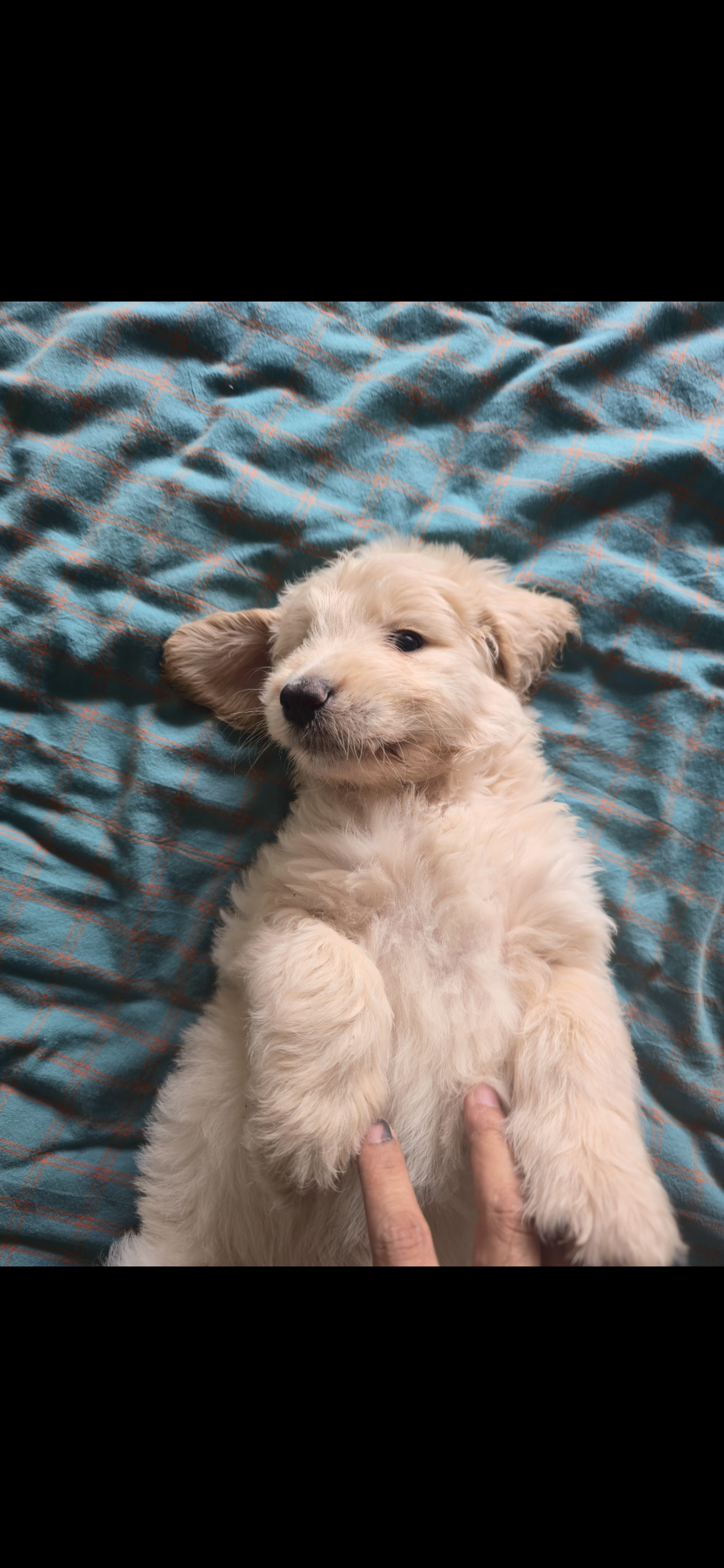 金贵犬!不是普通金毛